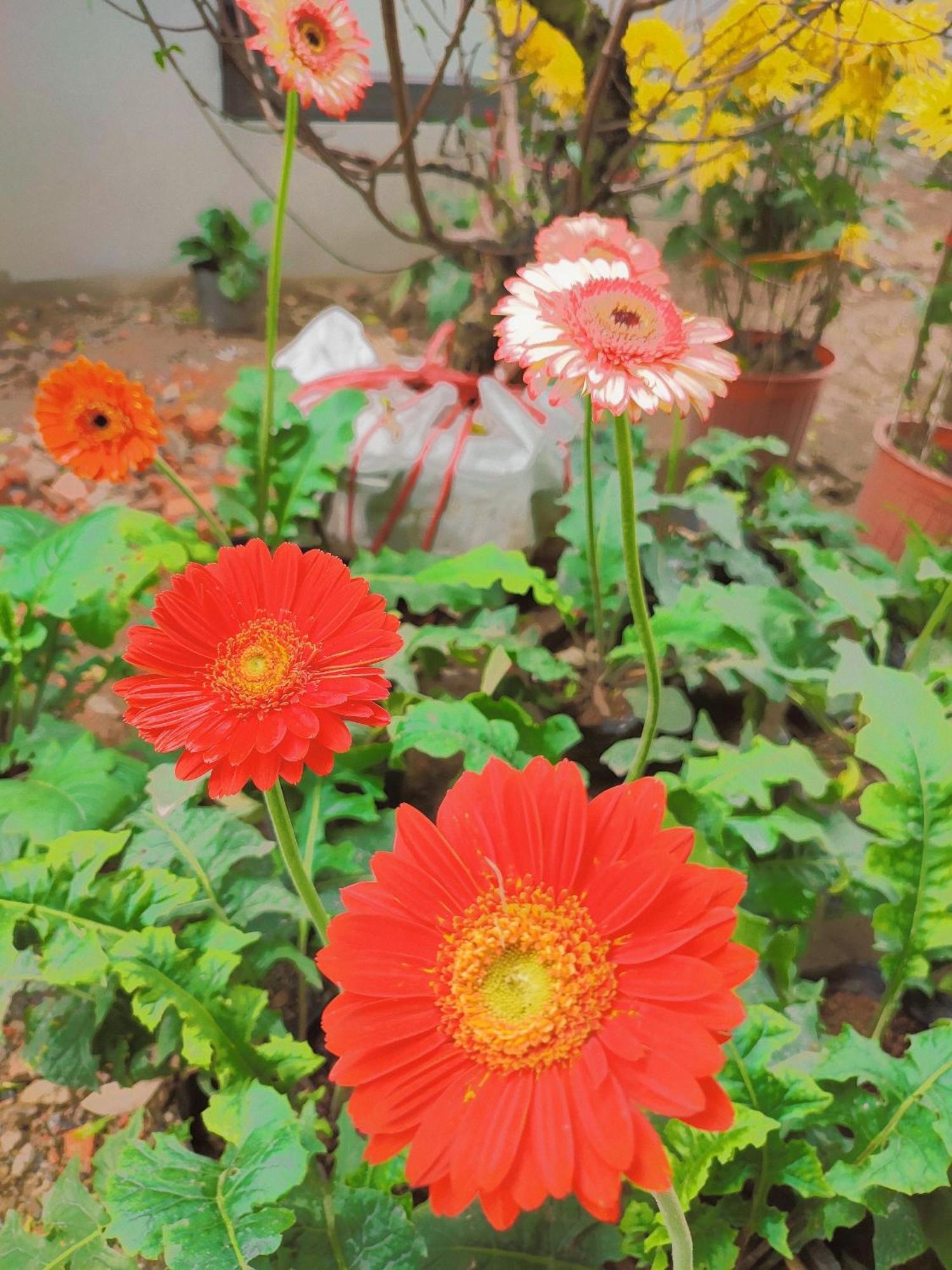 Trang An Natural Mountainside Homestay Ninh Bình Extérieur photo