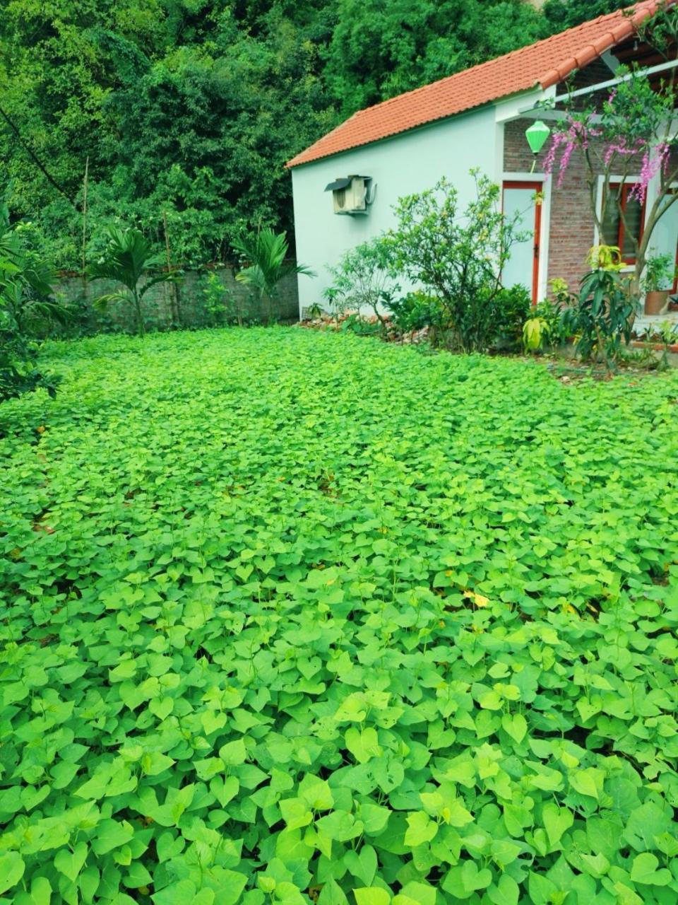 Trang An Natural Mountainside Homestay Ninh Bình Extérieur photo